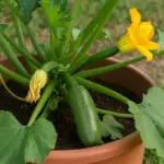 Come coltivare zucchine in vaso senza errori: la tecnica contro marciume e produzione scarsa