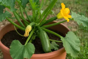 Come coltivare zucchine in vaso senza errori: la tecnica contro marciume e produzione scarsa